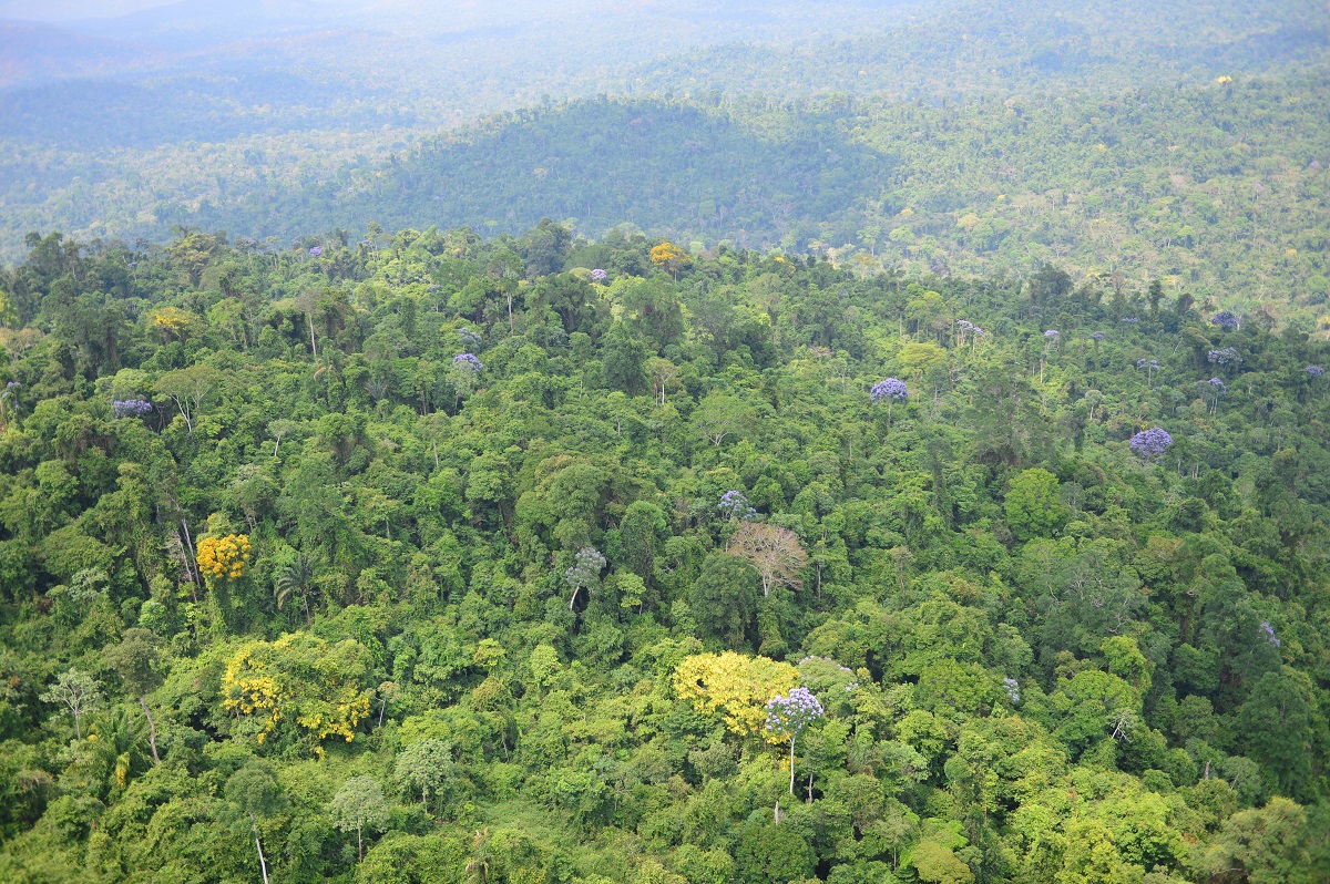 Carajás: Proteção da Floresta Amazônica ajuda no combate ao aquecimento global